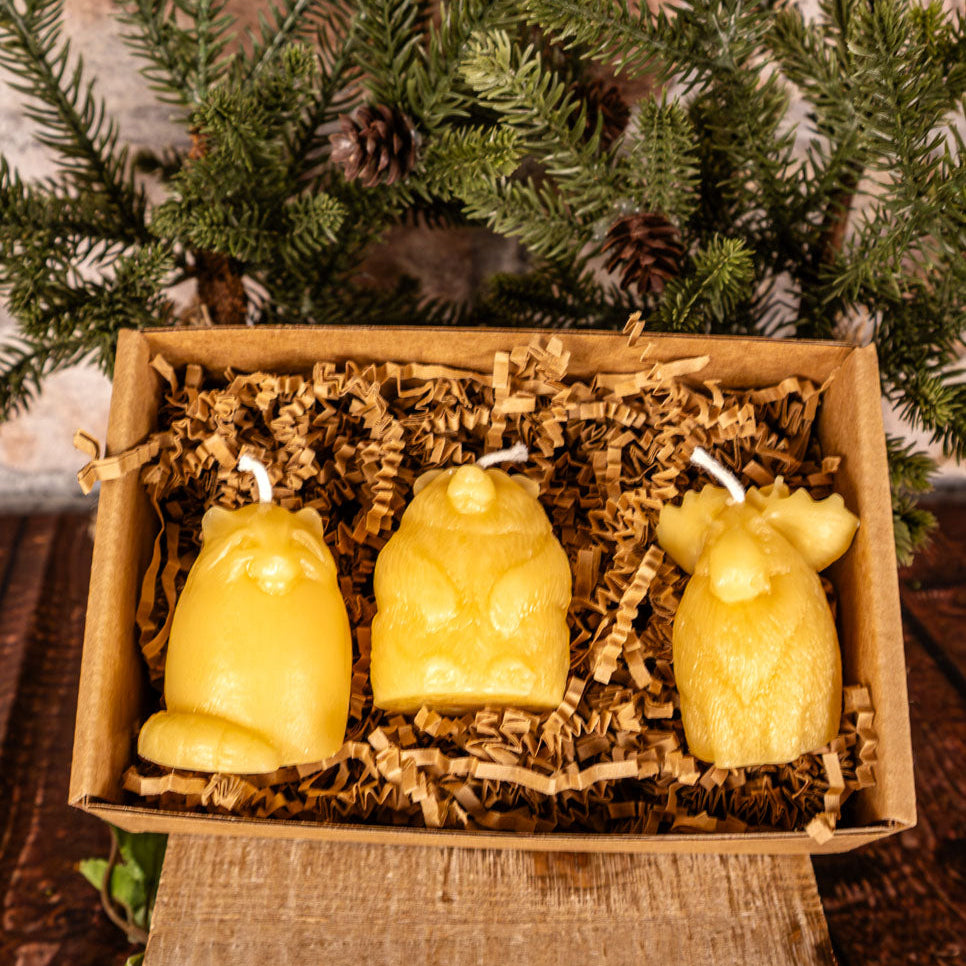 Three bear-shaped candles in a box with straw, surrounded by pine branches.